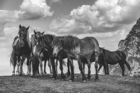 A grayscale shot of horses standing near each otherの写真素材