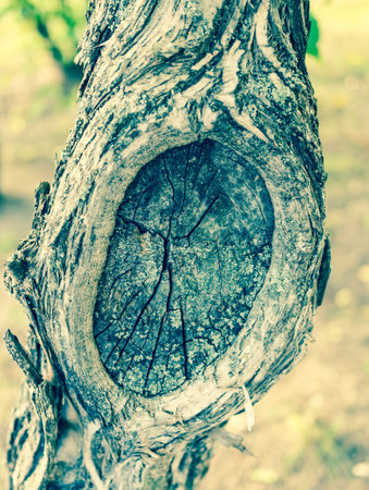 A vertical shot of a round pattern on a tree barkの写真素材