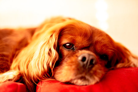 A cute brown Cavalier King Charles Spaniel puppy lying on the bedの写真素材