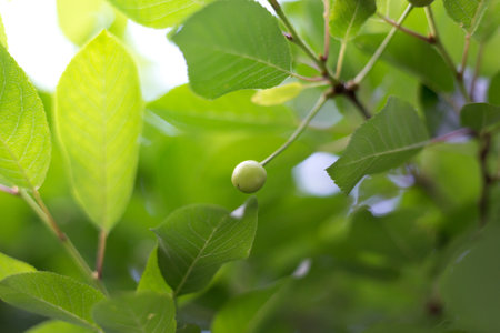 A closeup shot of young green cherry fruit on a branch in springの写真素材
