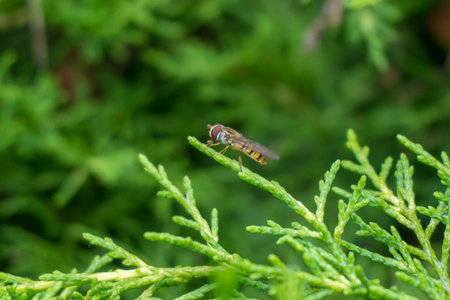 A closeup selective focus shot of a bug sitting on leaves with greenery on the backgroundの写真素材