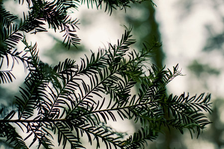 A closeup of Black spruce leaves under the sunlight with a blurry backgroundの写真素材