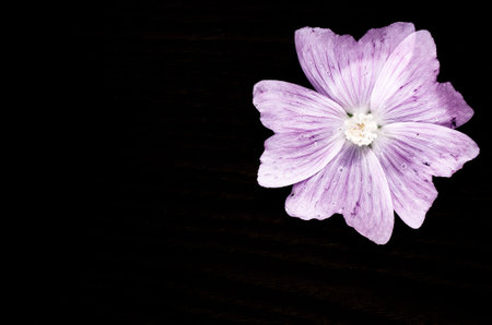 A closeup shot of a violet flower isolated on black backgroundの写真素材
