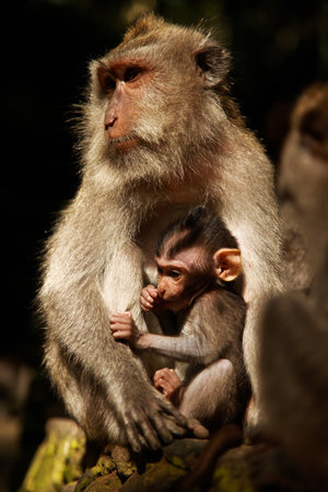 A vertical shot of a mother and baby baboon monkey resting on the rock