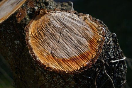 A closeup of a stump of a freshly cut tree branch with resin