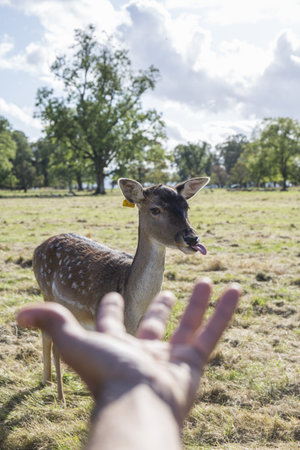 deer family grazing in a park in Ireland, in a green valley with trees