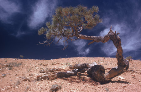 A lonely damaged pine tree in a deserted area with the blue sky in the backgroundの写真素材