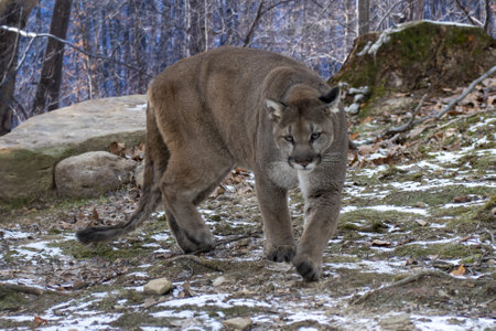 A cougar walking towards the camera