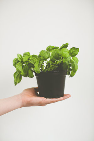 A vertical shot of a woman holding a flowerpot of green plants with a white clear background