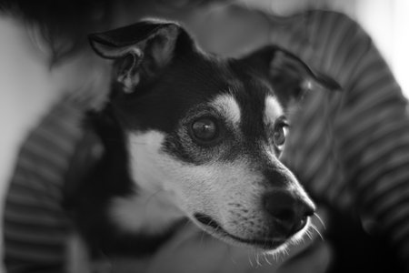 A closeup greyscale shot of a cute black and white dogの写真素材