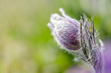 A closeup shot of a purple pasqueflower with a blurred backgroundの写真素材