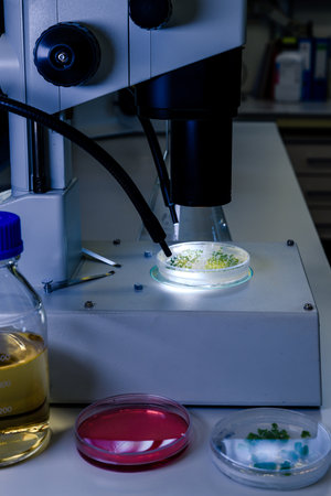 A vertical closeup shot of a substance in a petri dish being examined with a microscope as part of...