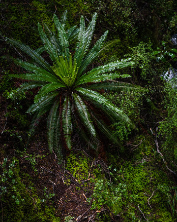 A vertical beautiful shot of bushes and greenery in a forest - perfect for backgroundの写真素材