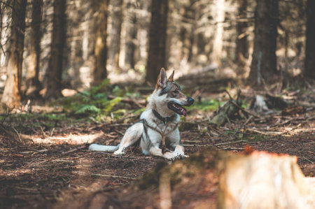 A view of wolfdog sitting in the woodsの写真素材