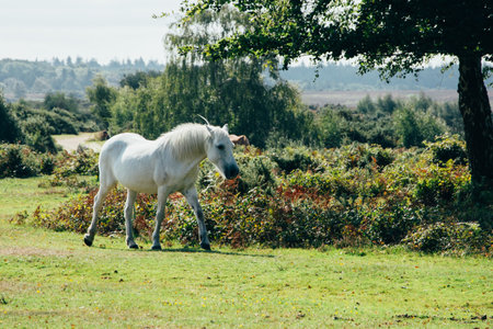 A landscape of white horse grazing on the pasture