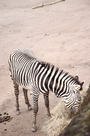 A vertical shot of a zebra eating
