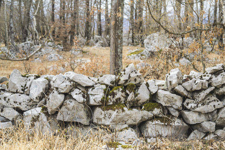 A wall made with stones in a forest with a lot of leafless treesの写真素材