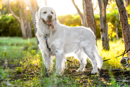 A closeup shot of a beautiful white dog standing in the sunny fieldの写真素材