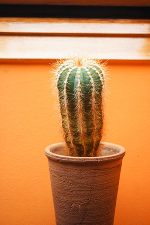 A vertical shot of a small cactusの写真素材