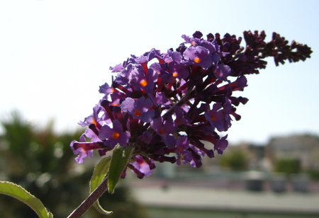 A branch of a plant with tiny purple flowers - perfect for background