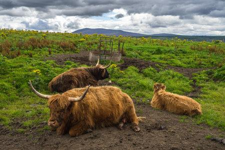 A herd of cows grazing in the highlands of Scotlandの写真素材