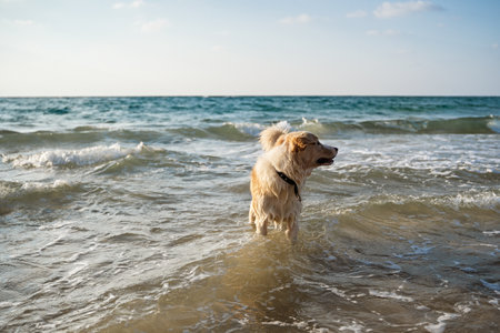 A closeup shot of a cute white dog playing in the water of the seaの写真素材