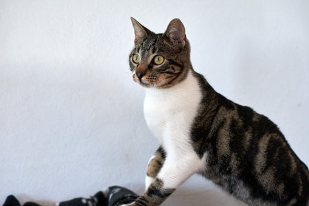 A selective focus shot of a cute green-eyed catの写真素材