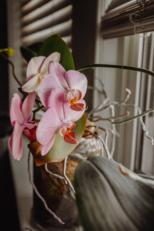 A decorated vase of flowers next to a windowの写真素材