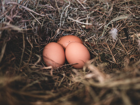 A closeup shot of eggs on a straw nest - fresh eggs from organic farmの写真素材