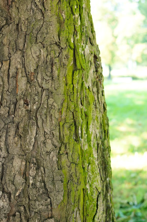 A vertical shot of a trunk of a big tree in the park