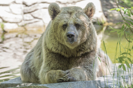A cute big brown bear sitting near the pondの写真素材