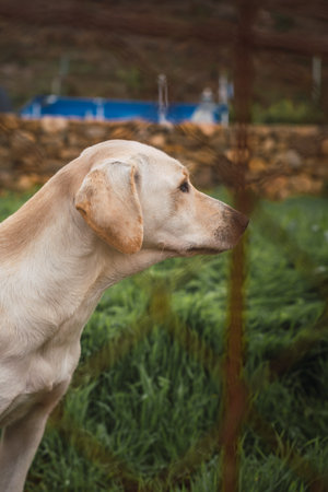 A profile shot of a sad Labrador Retriever in a dog shelter behind the metal fenceの写真素材