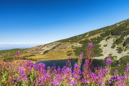 The beautiful pink flowers growing beside the lake in the mountains