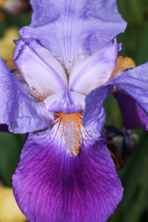 A vertical selective focus shot of a purple iris amethyst flameの写真素材