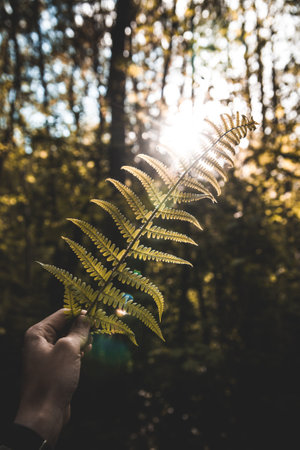 A hand holding young fern leaf in summer evening sunset lightの写真素材