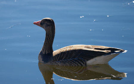 A closeup of a Mallard on the water under the sunlight with a blurry backgroundの写真素材
