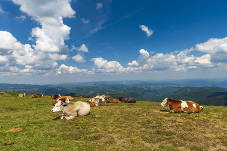 The cows in the pasture high in the mountains under the cloudy skyの写真素材
