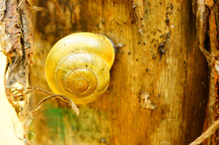 A closeup shot of a yellow snail on the treeの写真素材