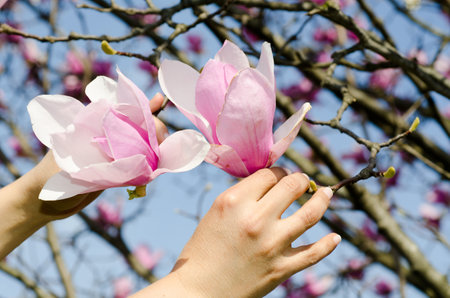 A closeup of hands holding the branches of Chinese magnolia under the sunlight and a blue skyの写真素材