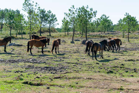 A field of brown horses grazing on background of trees