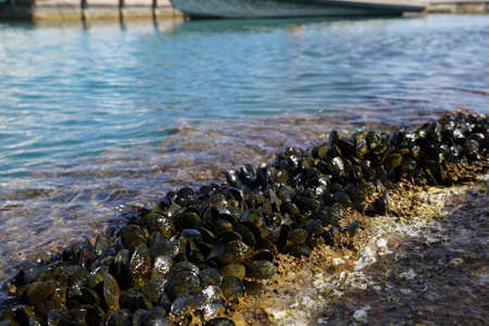 A selective focus shot of mussels attached to the rock on the sea with a blurred background