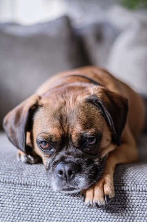 A vertical closeup shot of a grumpy boxer dog resting on the couchの写真素材