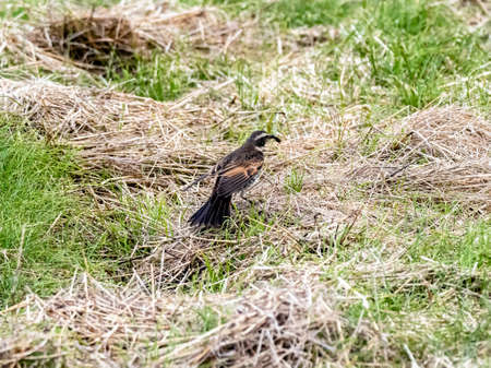 A beautiful shot of a cute Dusky Thrush bird on the ground in the field on a sunny day in Japanの写真素材