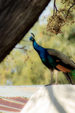 A closeup of a peacock standing on a roof surrounded by greenery under the sunlight