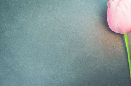 A top view of a pink tulip on a stone surface with copy spaceの写真素材