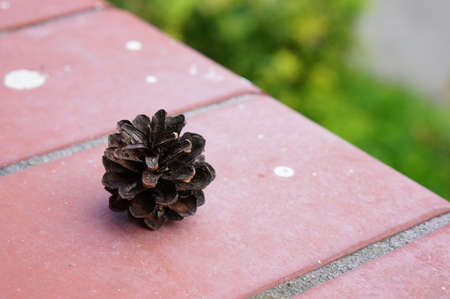 A closeup shot of a pine cone on a wooden surface with a blurred background