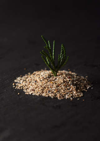 A selective focus shot of a small green plant with coarse sand with a blurred backgroundの写真素材