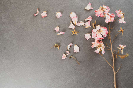 A top view of dried rose petals on a rough-textured surface with copy space