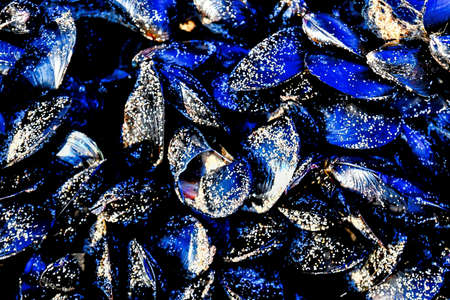 A closeup shot of fresh mussels spread on the surface