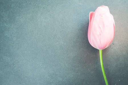 A top view of a pink tulip on a stone surface with copy spaceの写真素材